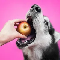 What Foods You Should Never Feed Your Dog