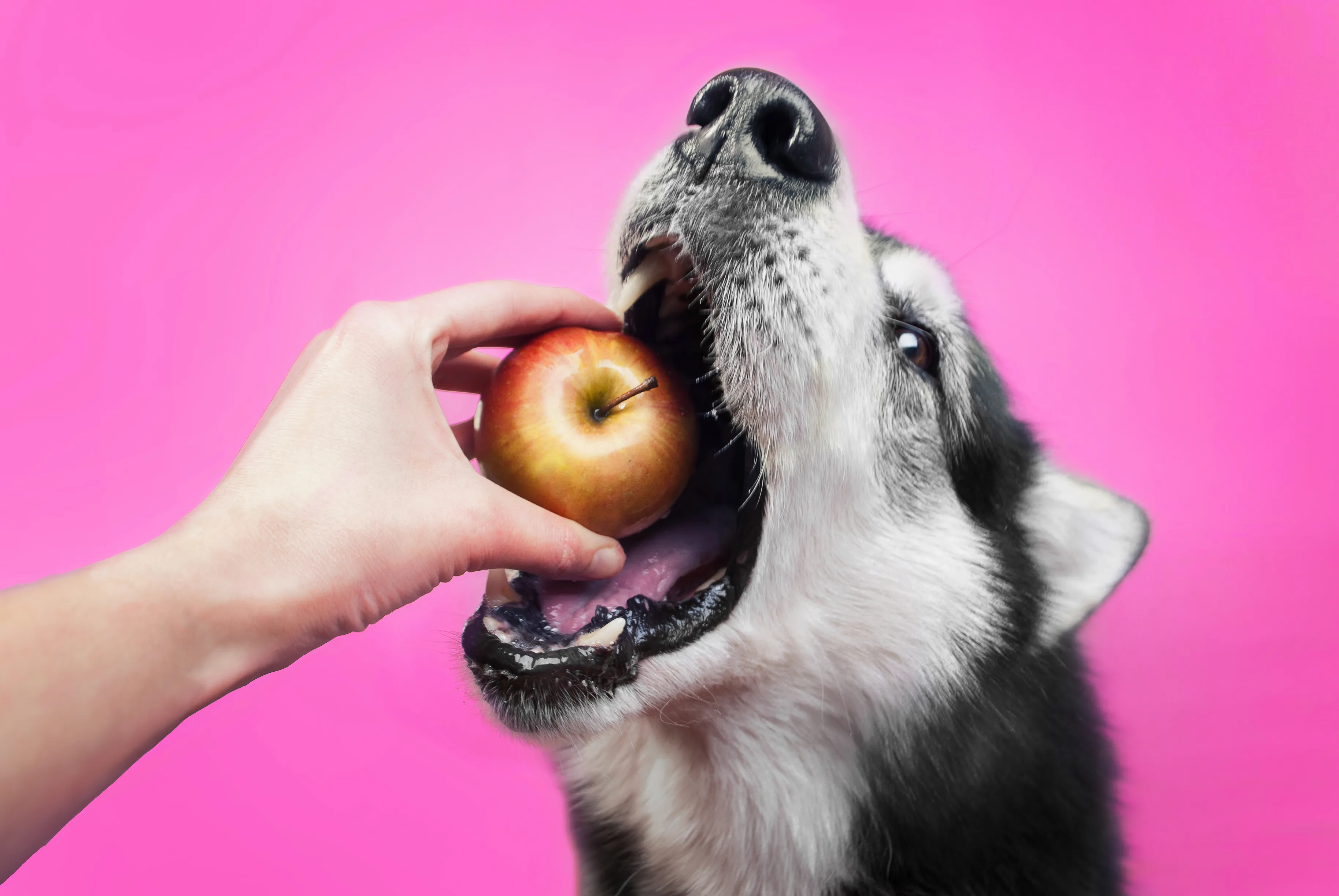 what foods should you never feed a dog